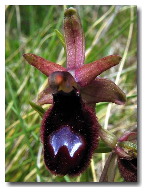 Ophrys: gruppo Ophrys bertolonii